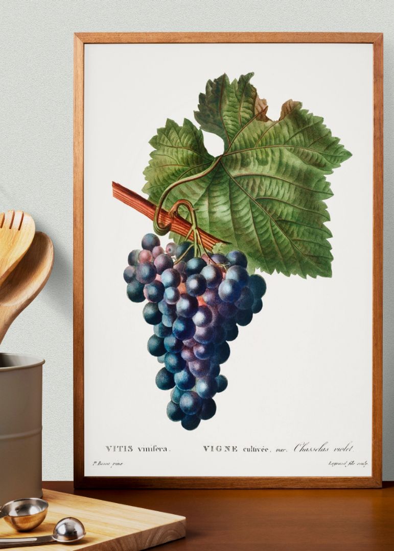 Grape vine (Vitis vinifera)