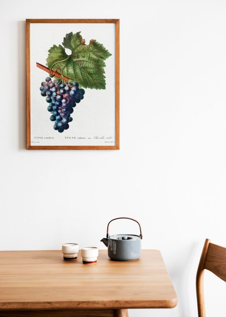 Grape vine (Vitis vinifera)