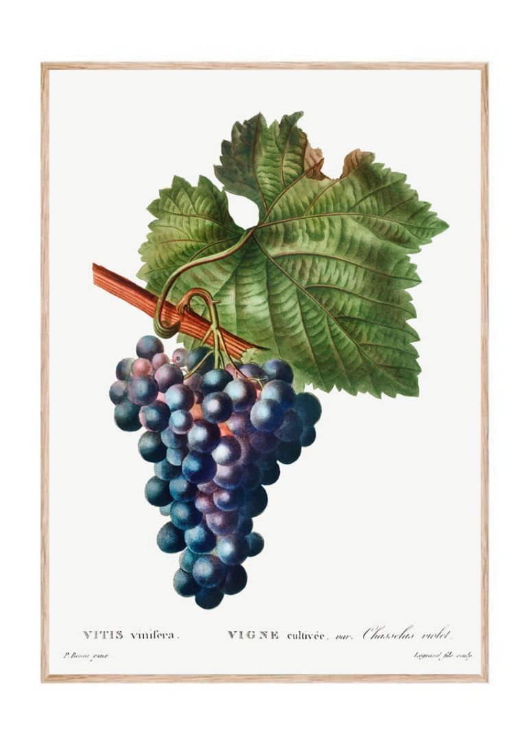 Grape vine (Vitis vinifera)