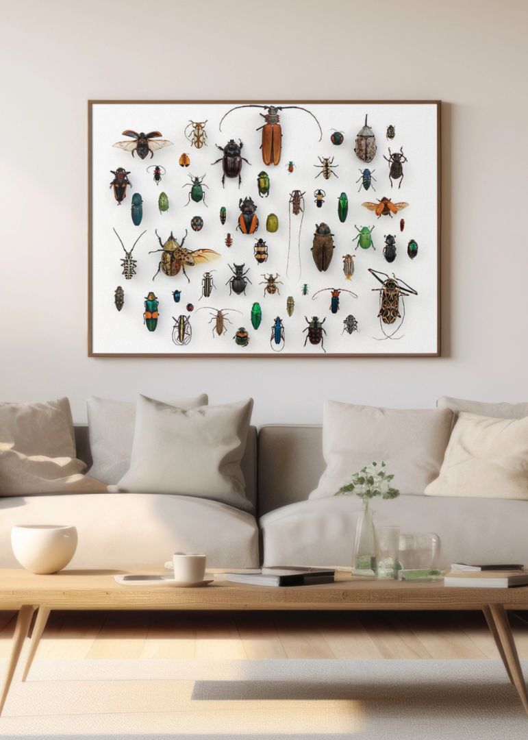 Assorted Coleoptera in the University of Texas