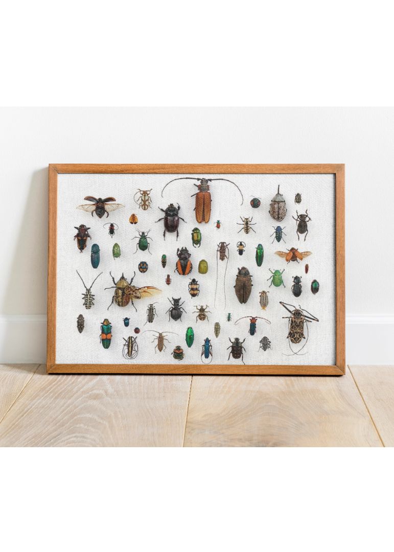 Assorted Coleoptera in the University of Texas