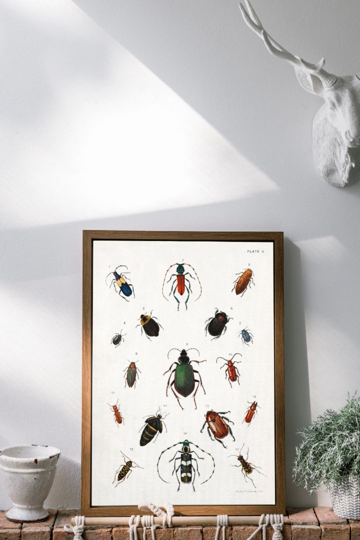 Colored Beetles
