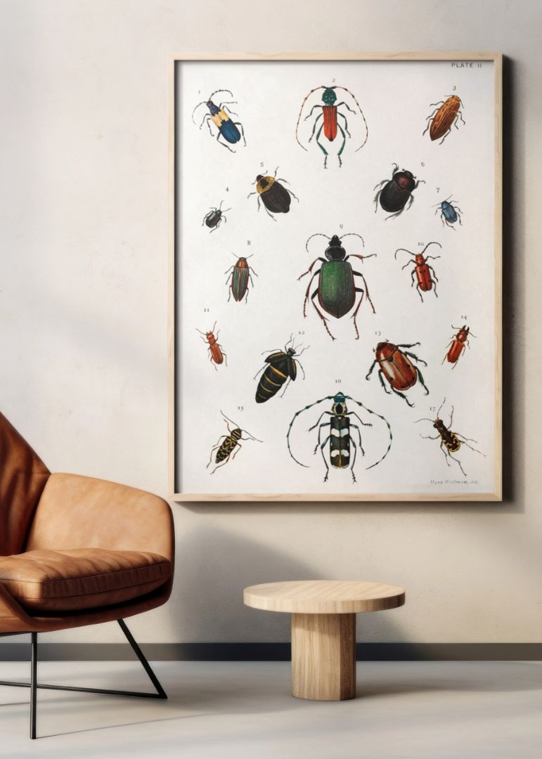 Colored Beetles