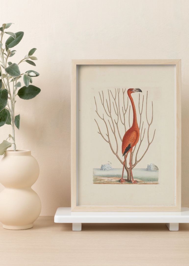 Flamingo (1731–1743)