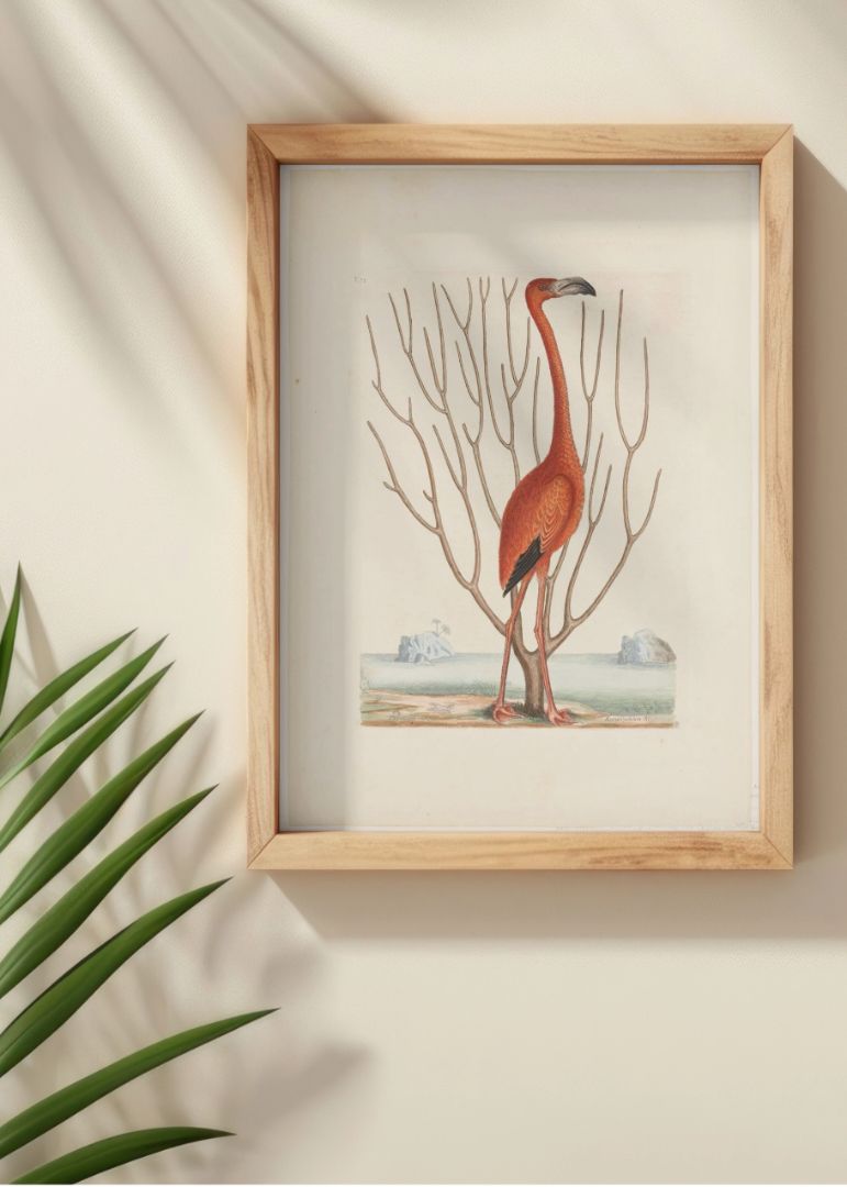 Flamingo (1731–1743)