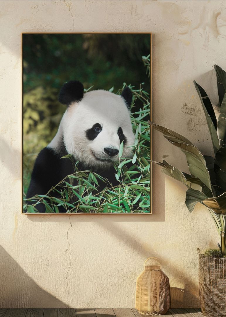 Giant Panda