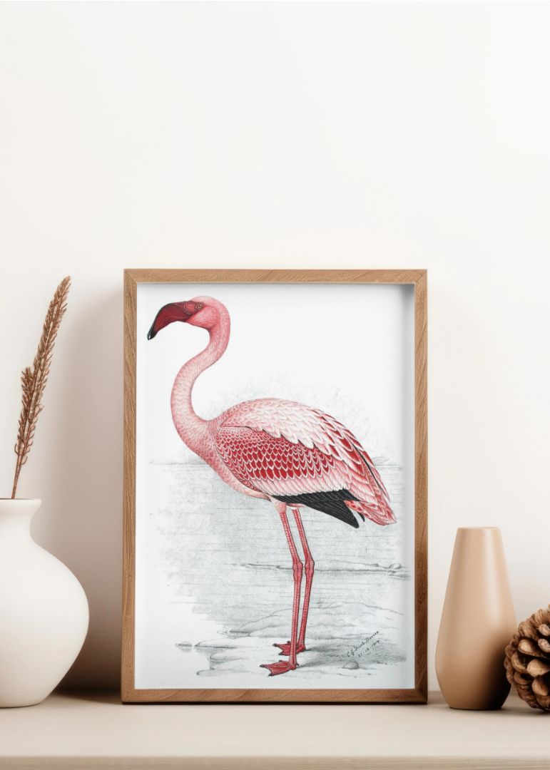 Painting of Lesser Flamingo
