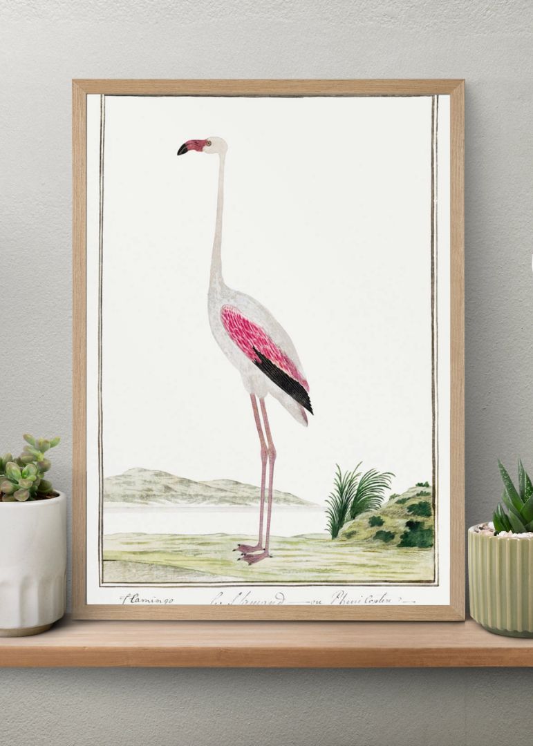 Phoenicopterus ruber roseus