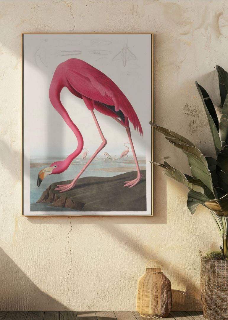 Pink Flamingo from Birds of America
