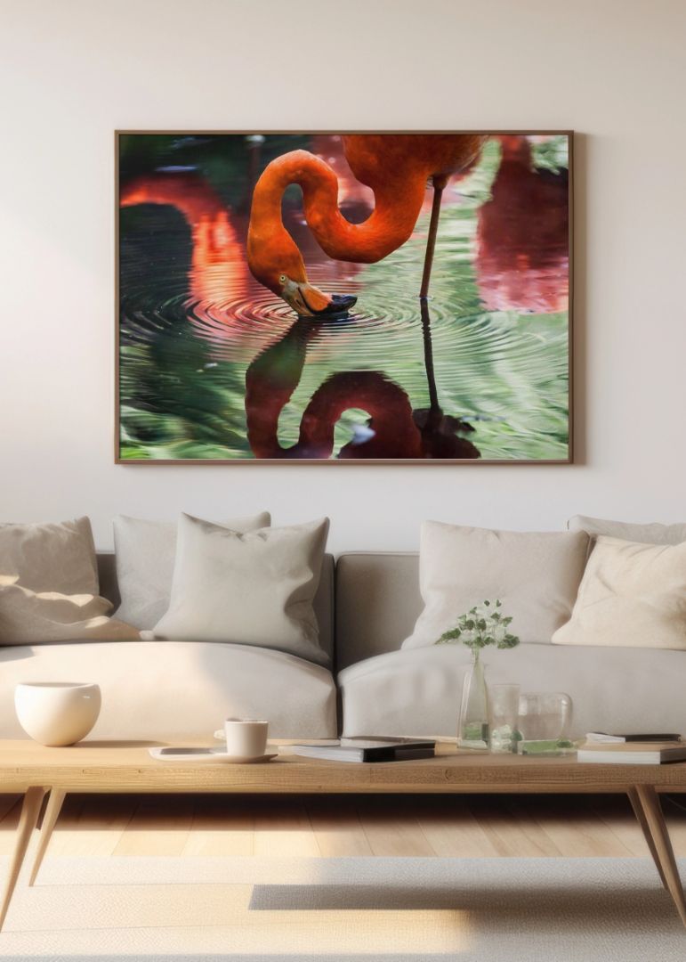 Pink Flamingo in Water