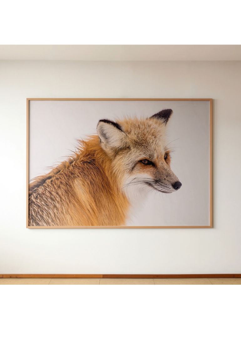 Red Fox