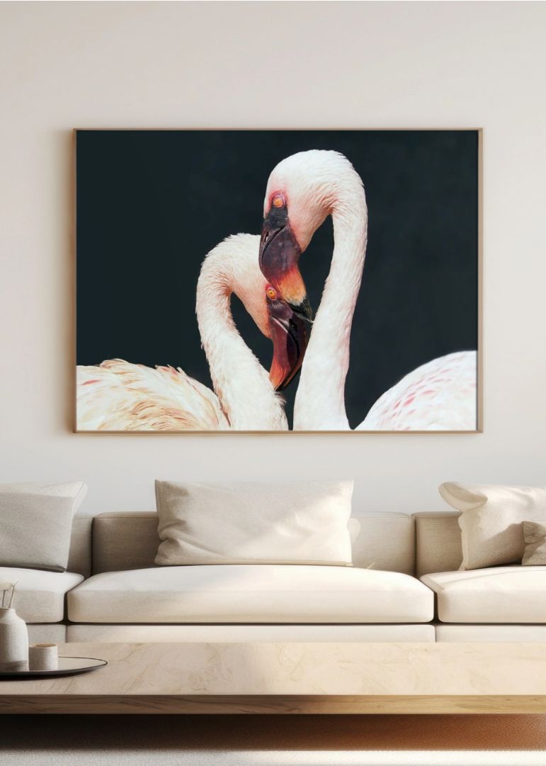 Two White Flamingos