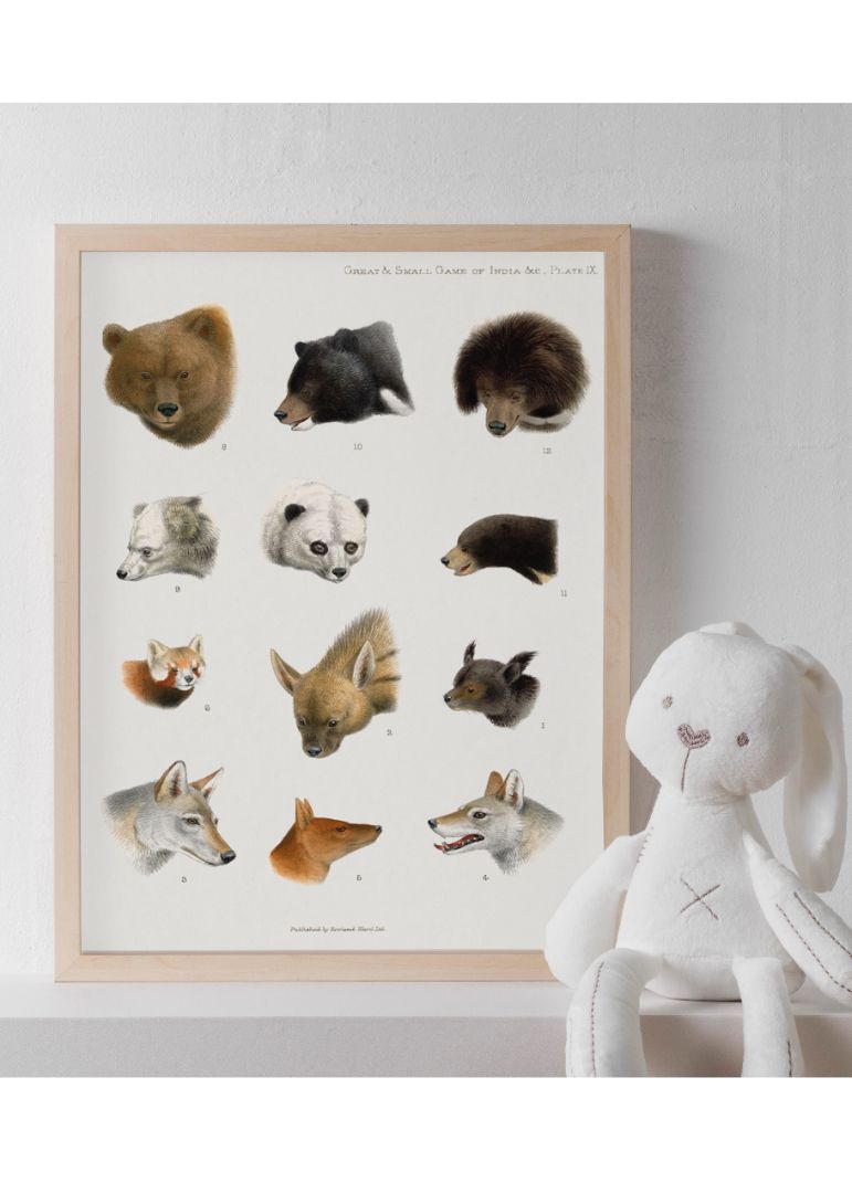 Vintage Animal Illustrations