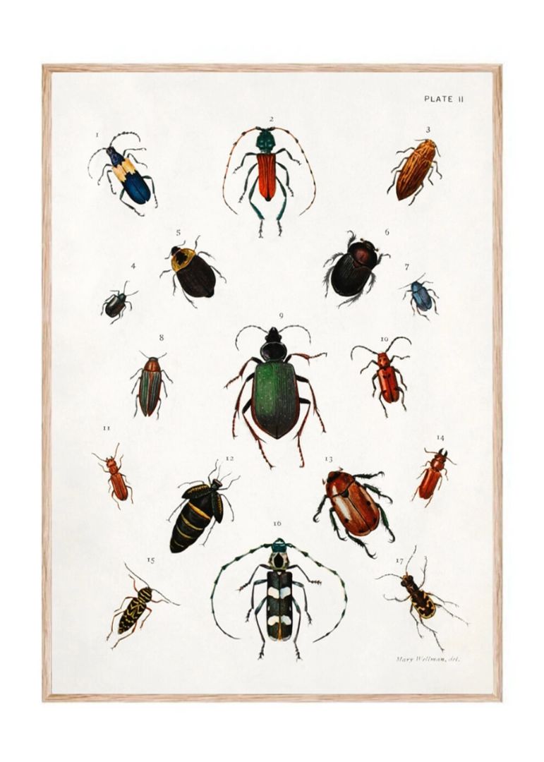 Colored Beetles