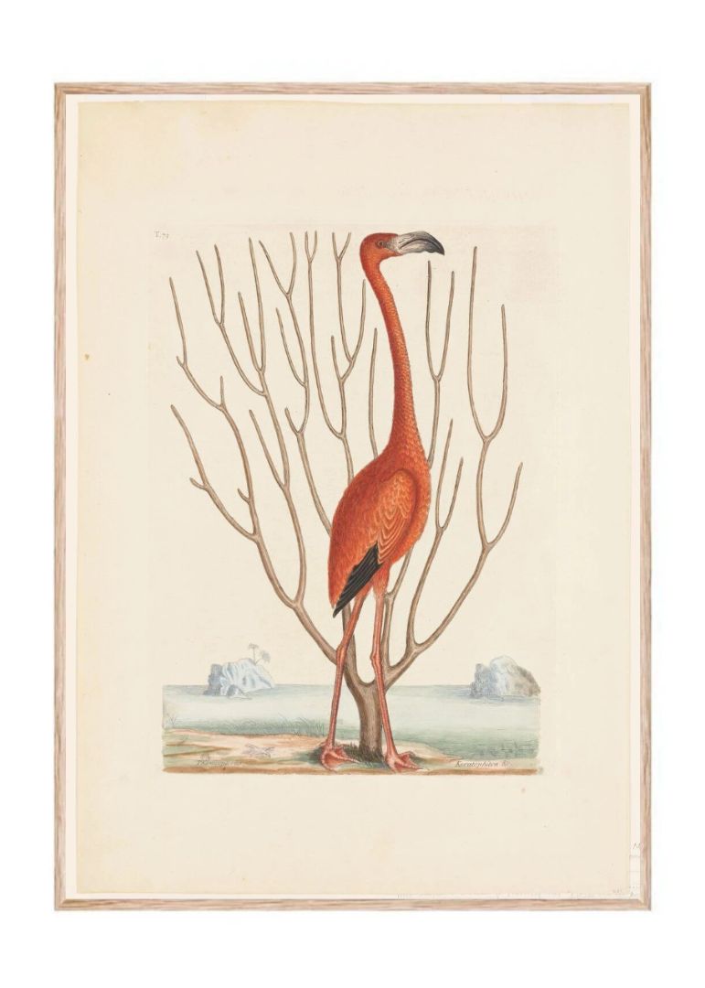 Flamingo (1731–1743)