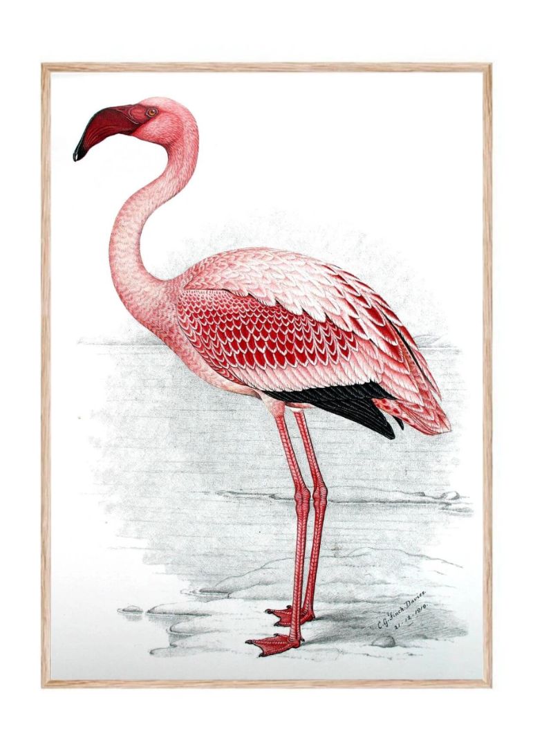 Painting of Lesser Flamingo