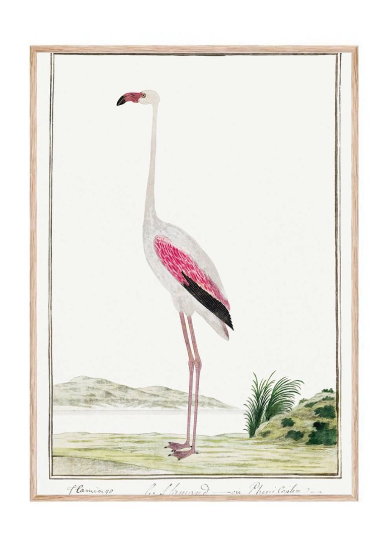Phoenicopterus ruber roseus