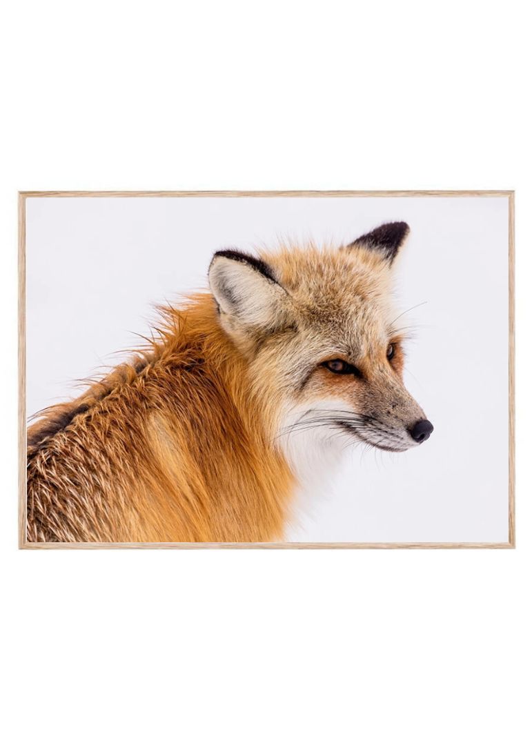 Red Fox