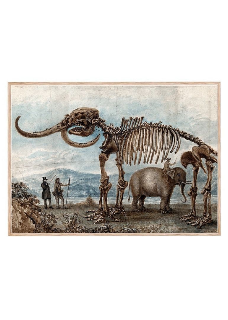 Skeleton of the Missouri Leviathan