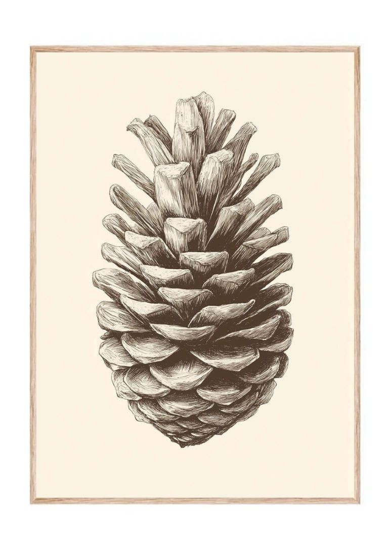 Solus Pine Cone