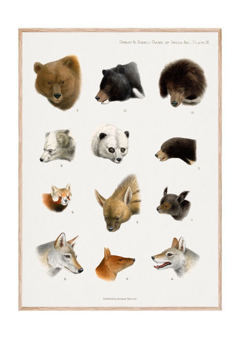 Vintage Animal Illustrations