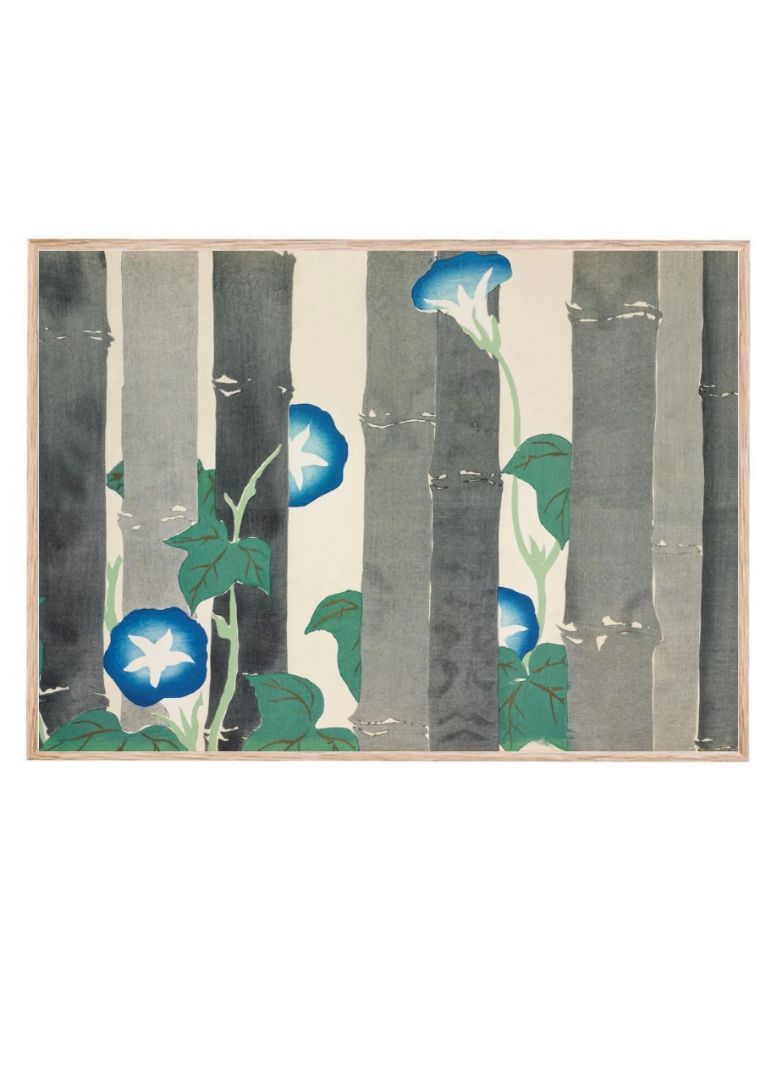 Morning Glories