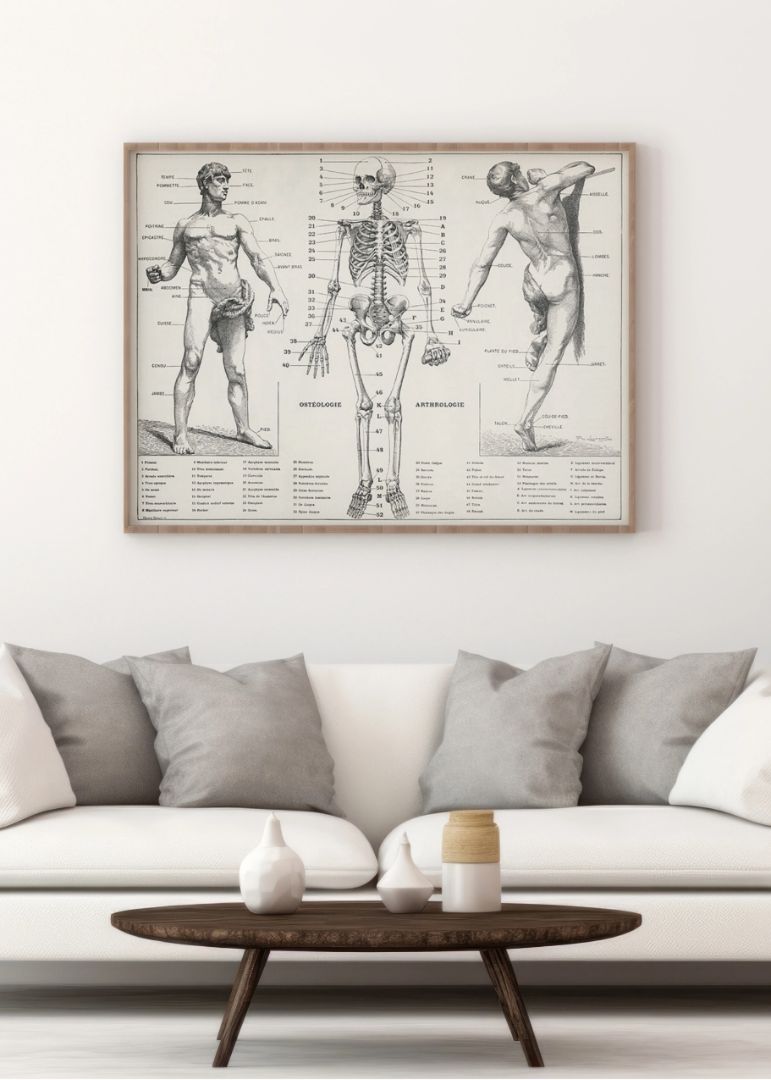 An Antique Illustration Of The Human Body (1900)