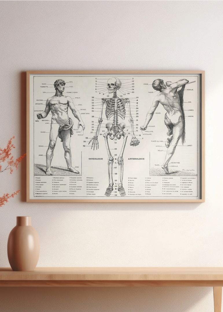 An Antique Illustration Of The Human Body (1900)