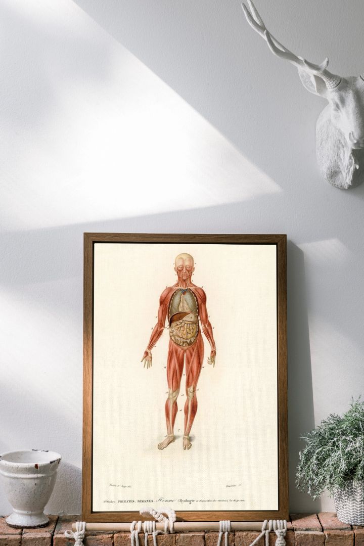 Myology and disposition of the viscera illustrated by Charles Dessalines D' Orbigny