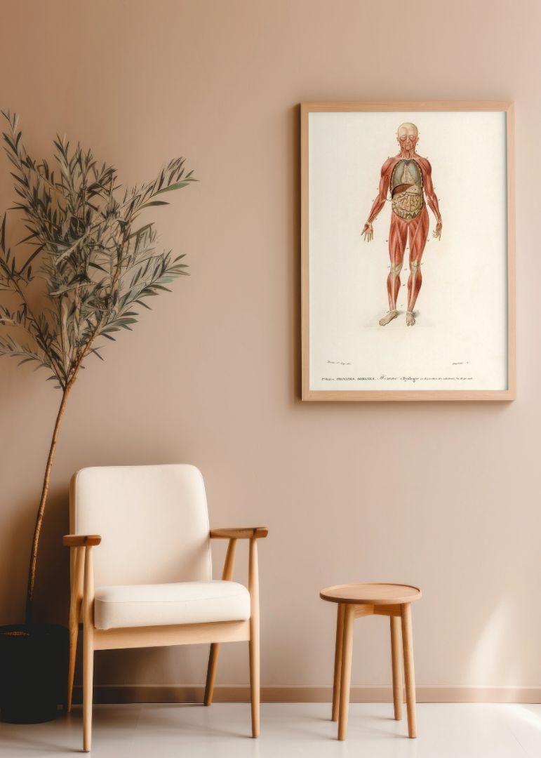 Myology and disposition of the viscera illustrated by Charles Dessalines D' Orbigny