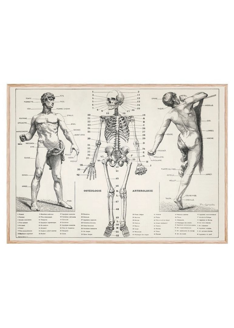 An Antique Illustration Of The Human Body (1900)