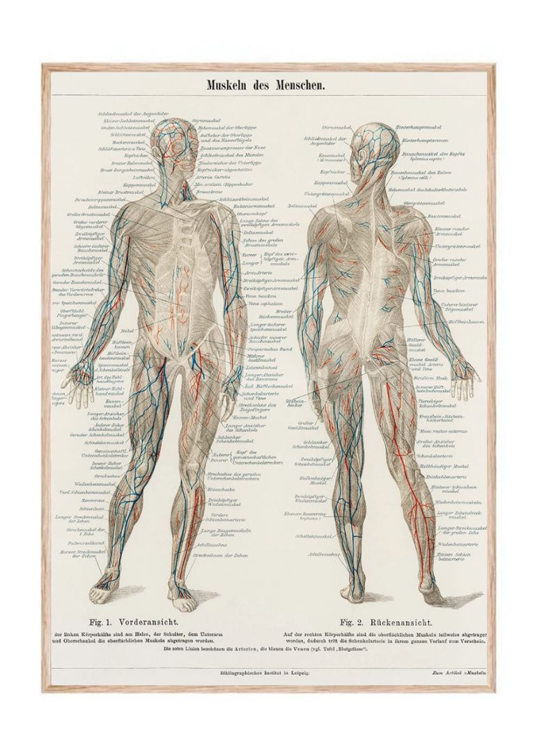An antique lithograph of the human musculature system
