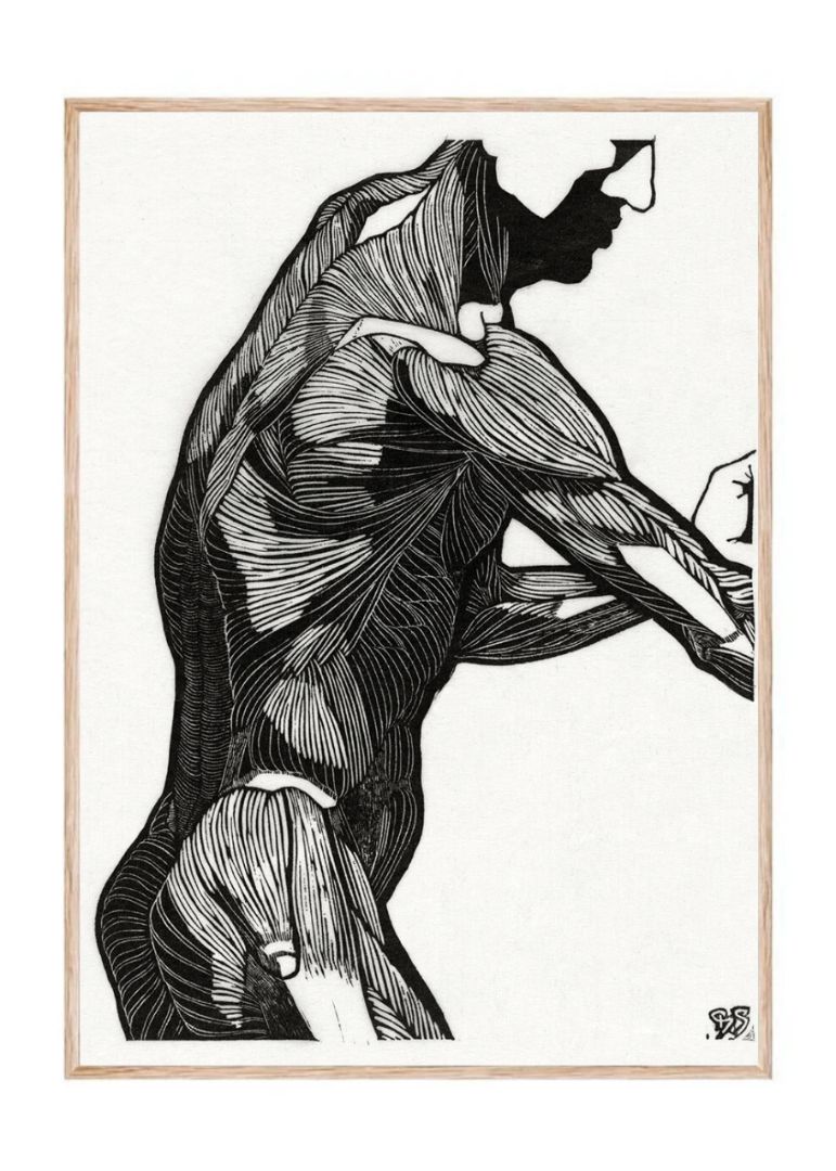 Anatomical Study Of A Man's Lateral And Arm Muscles (1906–1945)