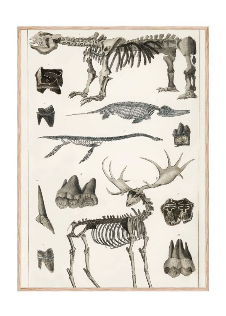 Collection Of Specimens (1820)