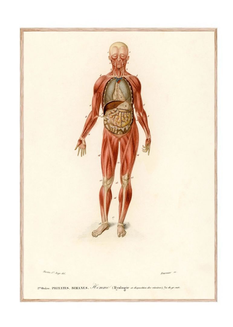 Myology and disposition of the viscera illustrated by Charles Dessalines D' Orbigny