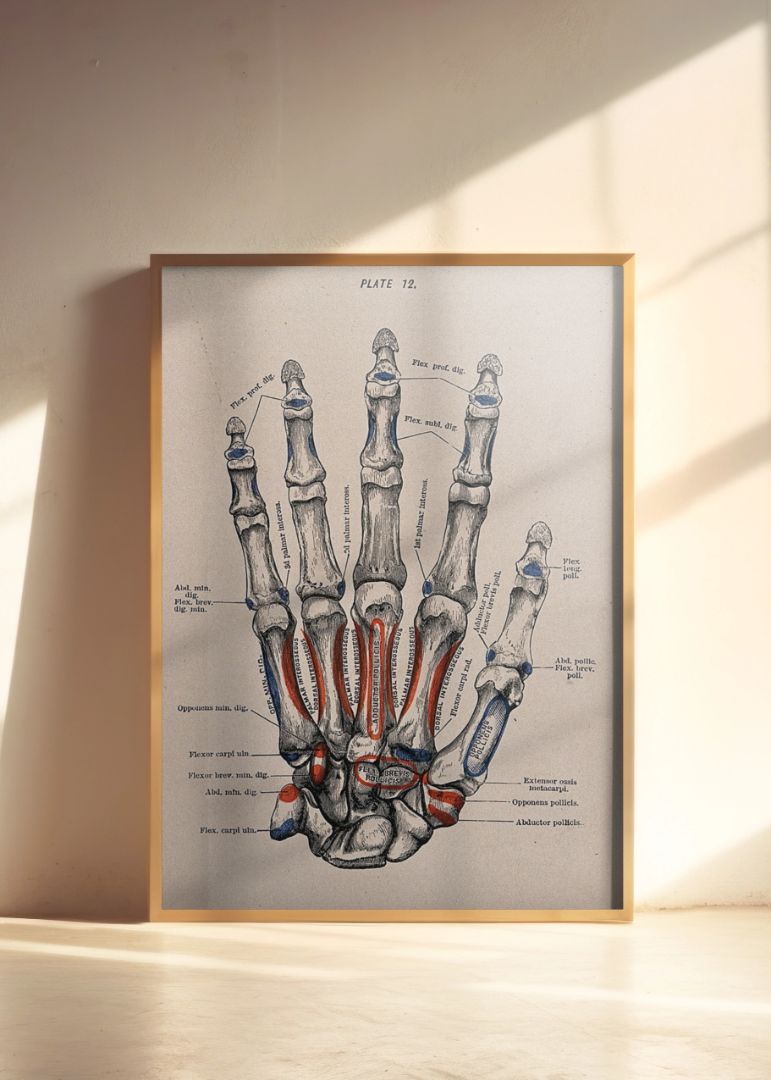 Bones of the Hand and Fingers