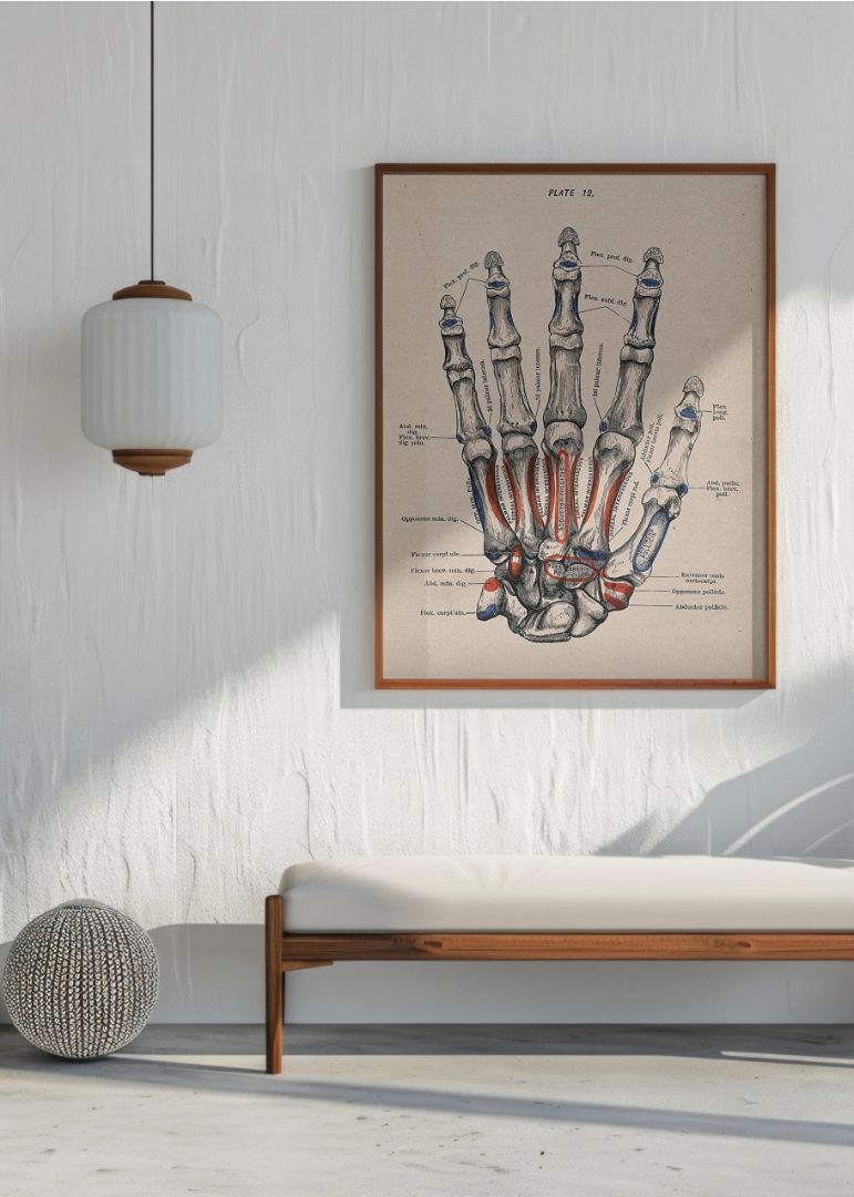 Bones of the Hand and Fingers