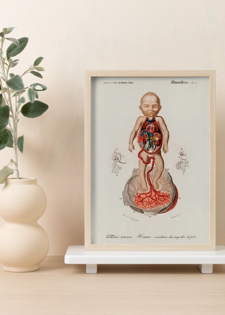 Circulation of the Blood in a Fetus