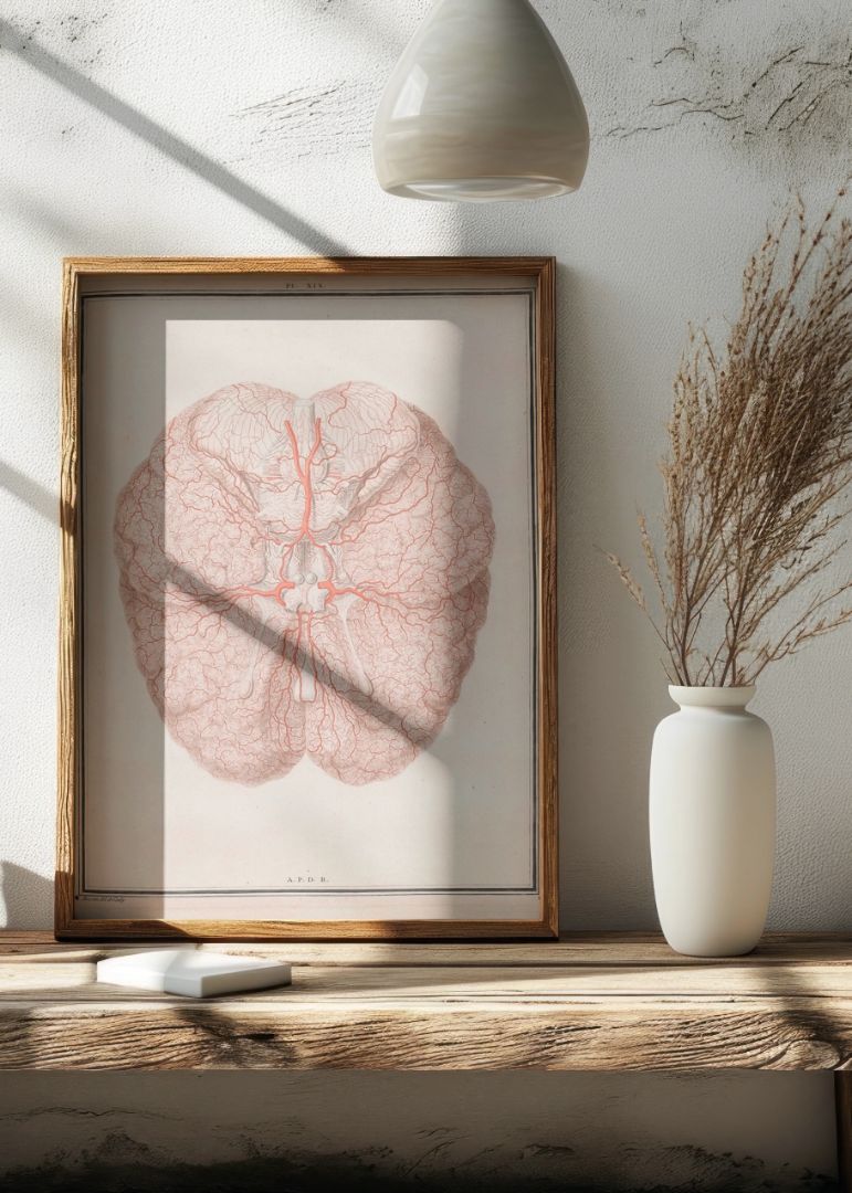 Colour Illustration of Arteries at the Base of the Brain