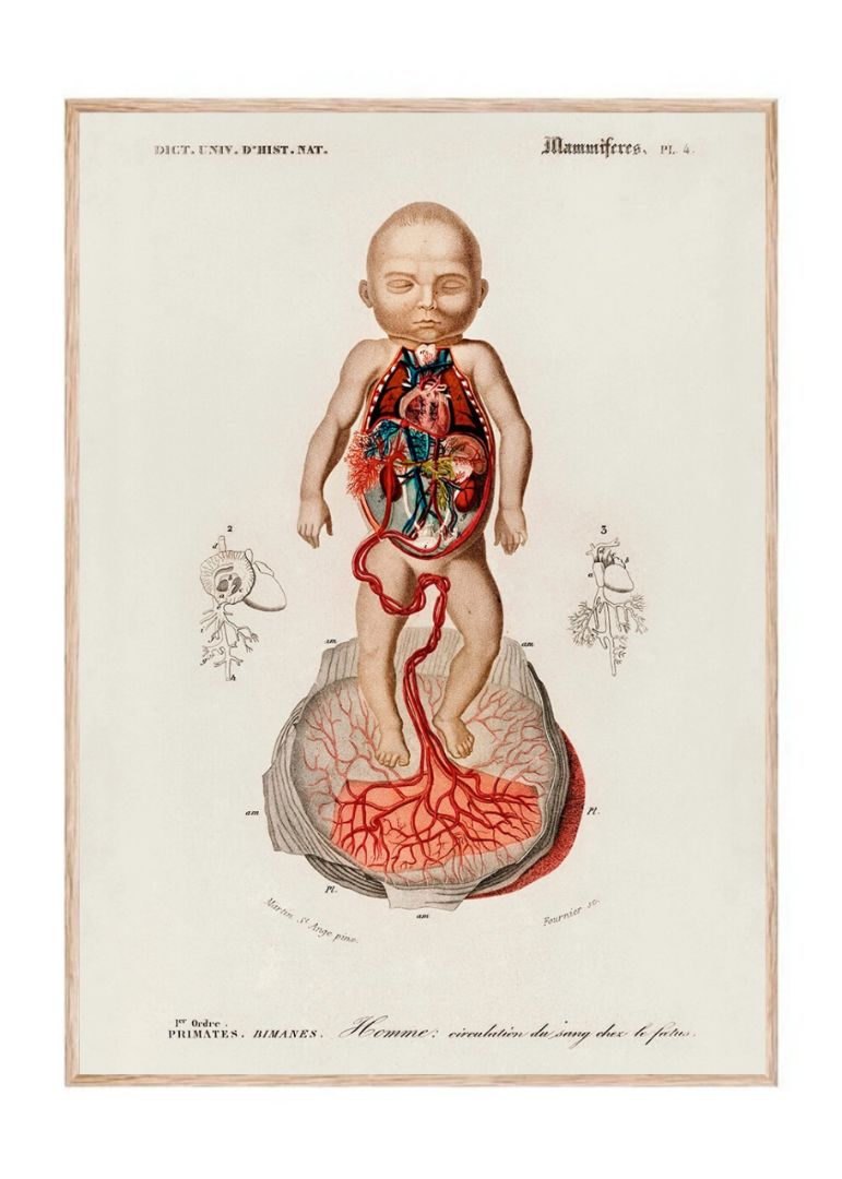 Circulation of the Blood in a Fetus