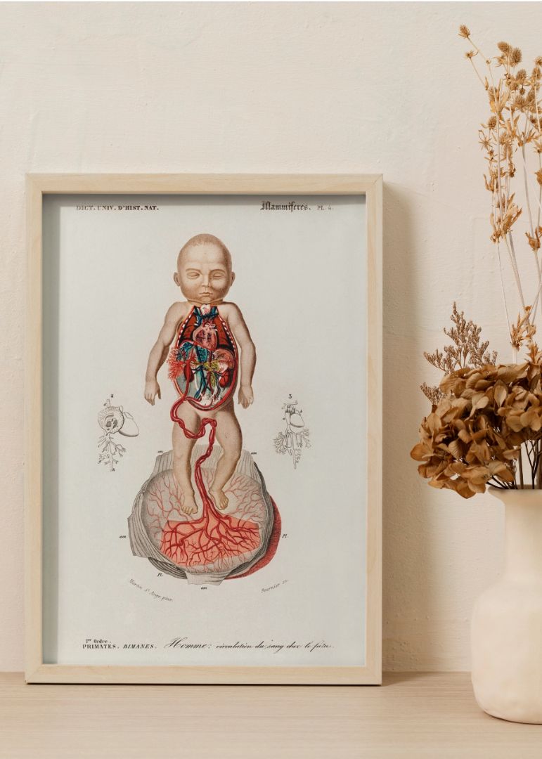 Circulation of the blood In a fetus
