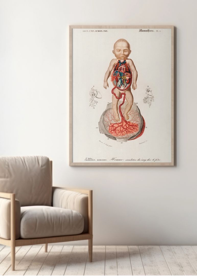 Circulation of the blood In a fetus