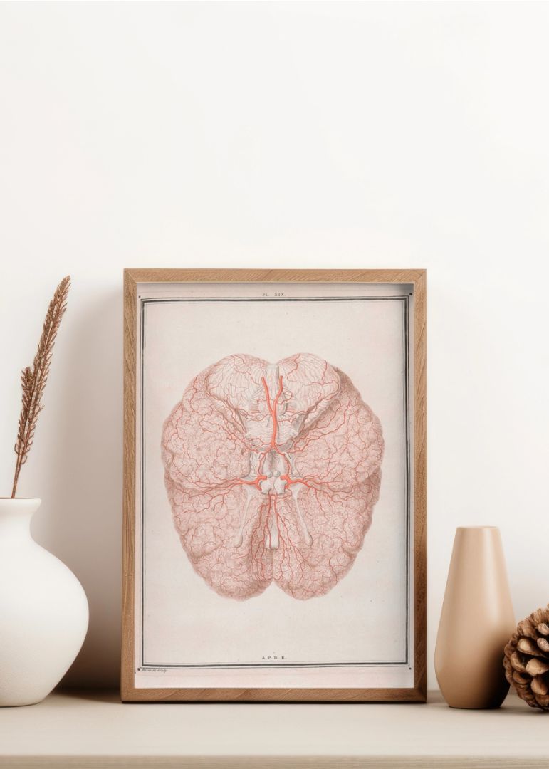 Colour illustration of arteries at the base of the brain