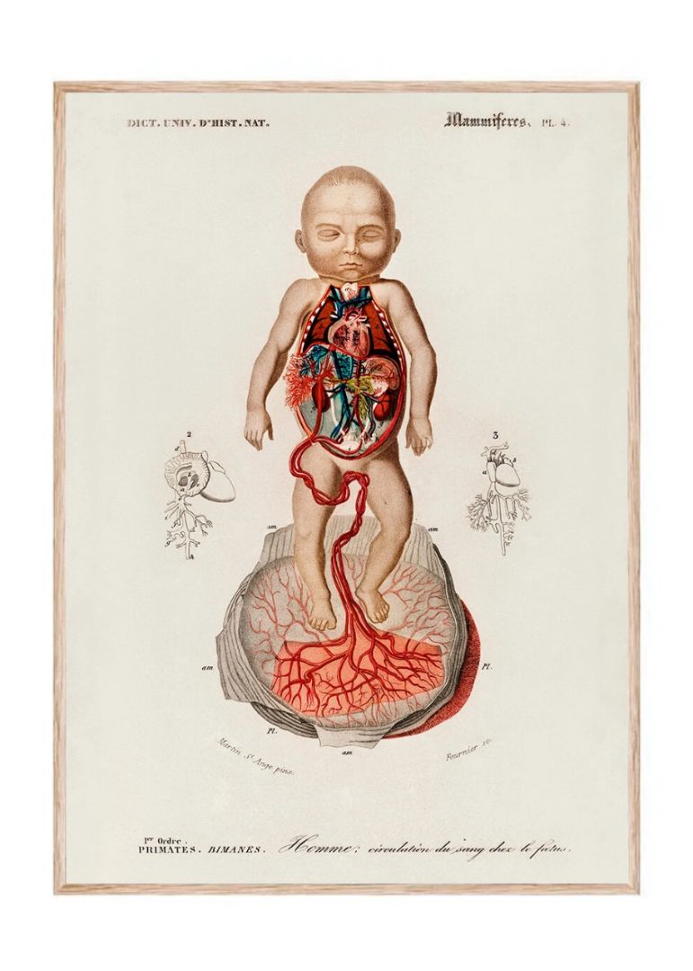 Circulation of the blood In a fetus