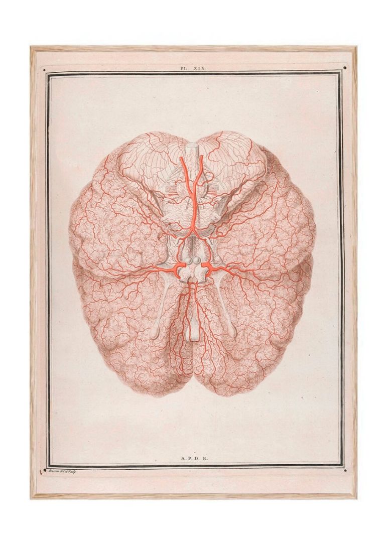 Colour illustration of arteries at the base of the brain
