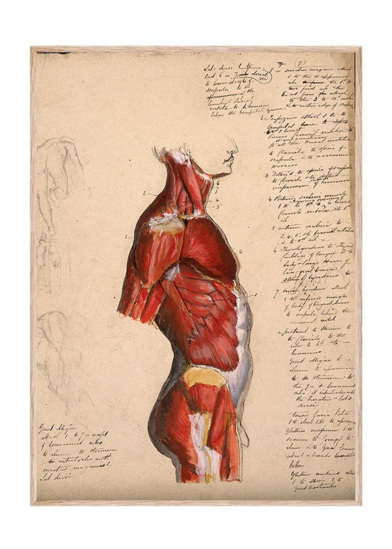 Dissection of the trunk