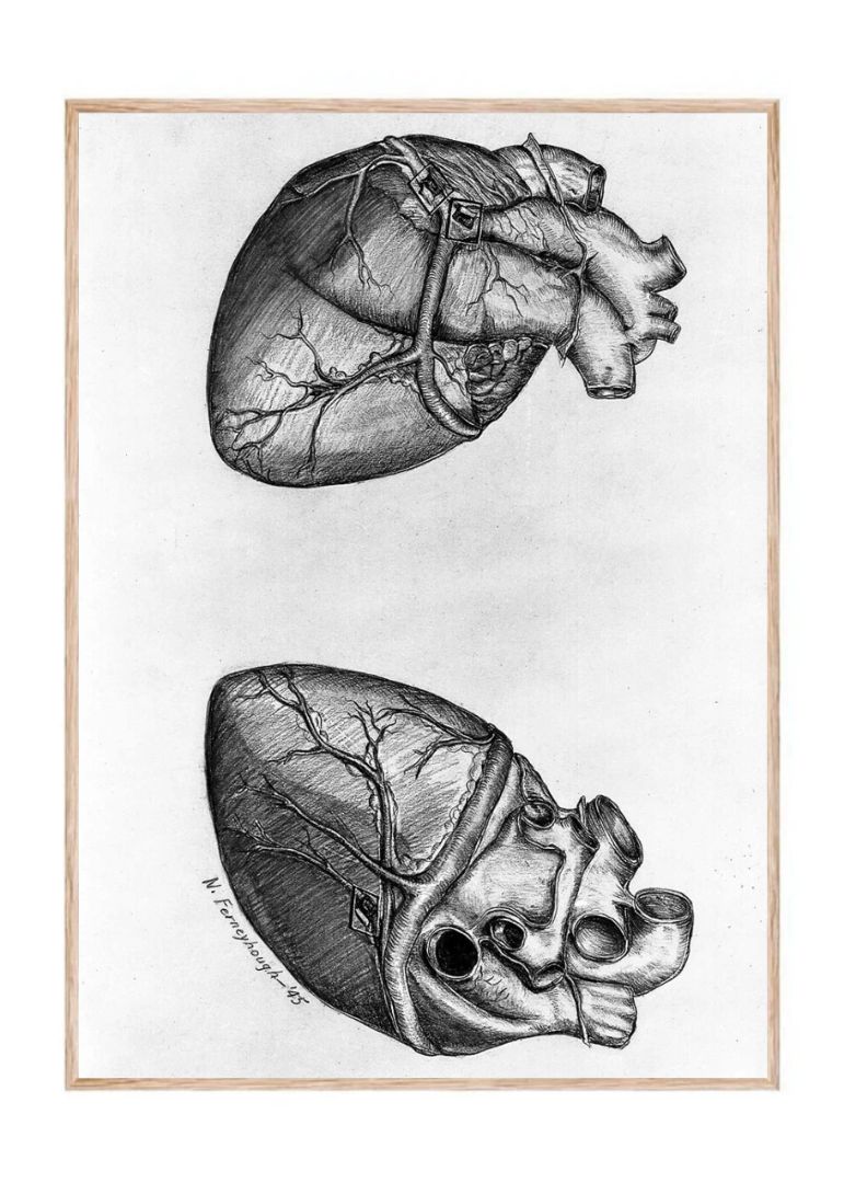 Drawing heart (1945)