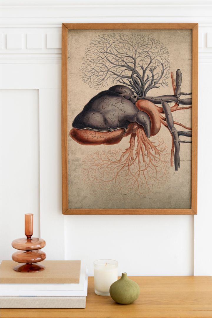 Front View of the Heart – Detaljeret hjertestudie