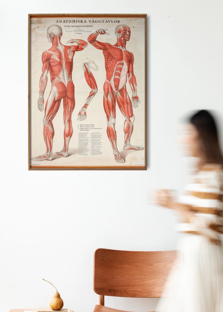 Gustaf Wennman – Anatomiske vægplader