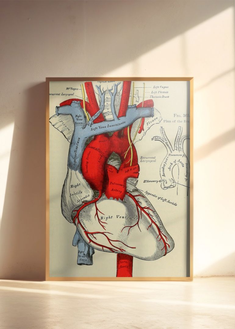 Identifier: Anatomy – Historisk plakat